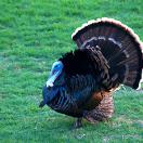 Don't Be a Turkey: Thanksgiving Travel Made Easy Photo